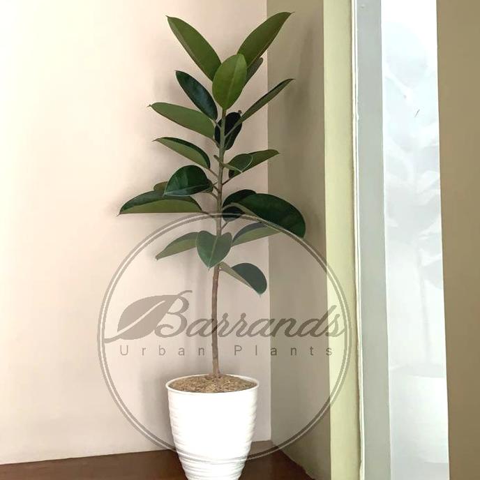 Pohon Ficus Elastica / Karet Kebo