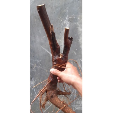 bahan bonsai kaliandra merah