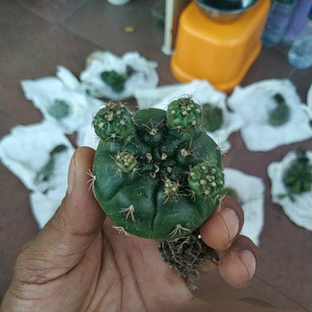 Kaktus Dan Sekulen ( Minimal 30 Packs )