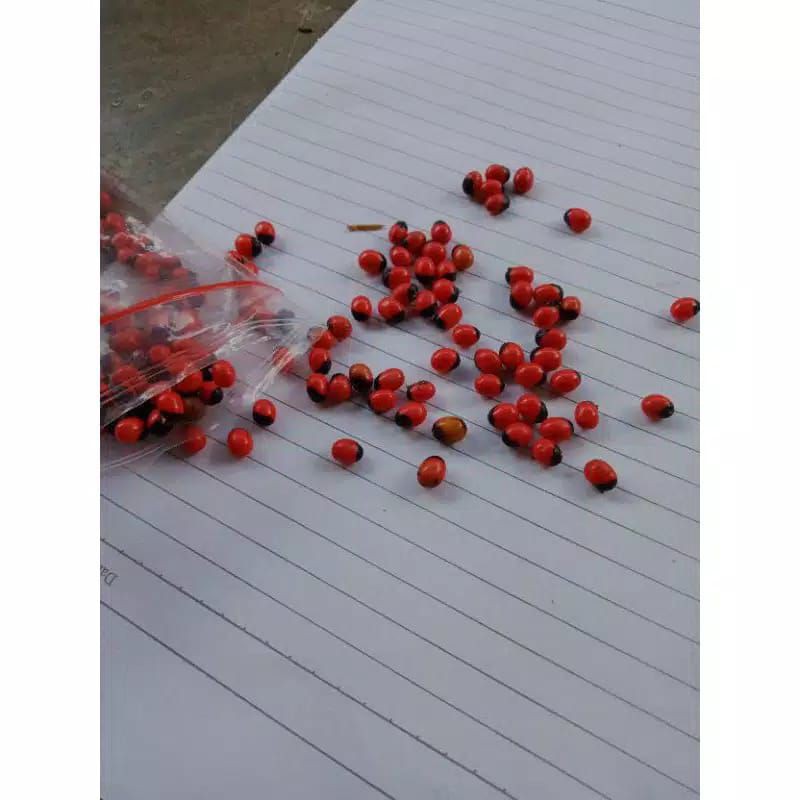 30 Benih Pohon Saga Herbal Berkualitas