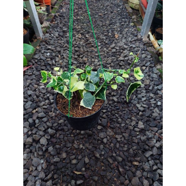 tanaman hias ivy english variegata daun tebal/senecio macroglossus variegata
