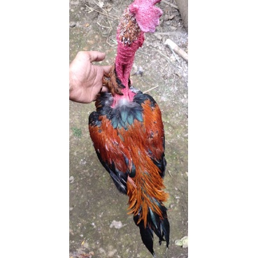 telur ayam saigon x pakoy