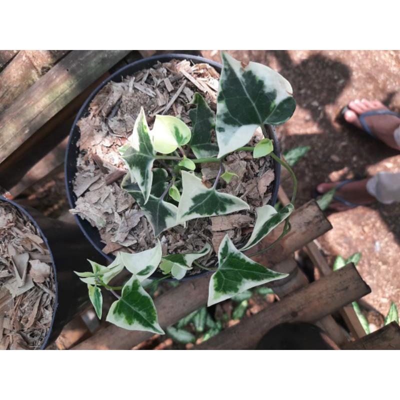 Tanaman hias rambat ivy- tanaman hias hidup