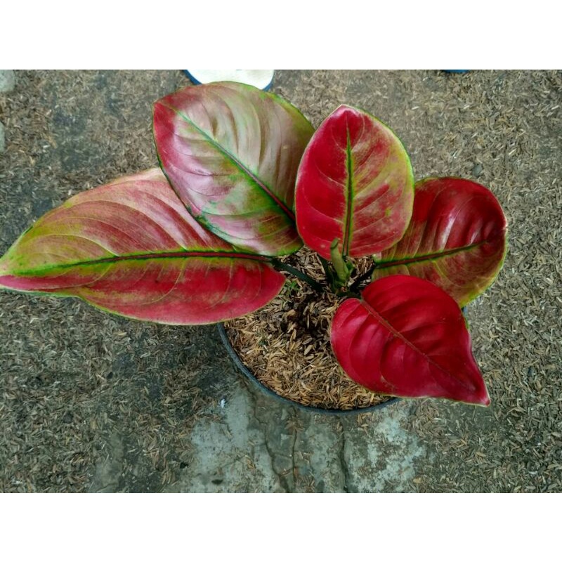 Aglonema ayunindi lokal