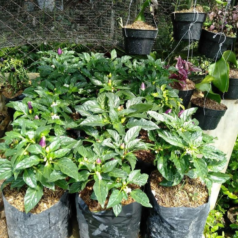 cabe pelangi/cabe pelangi murah