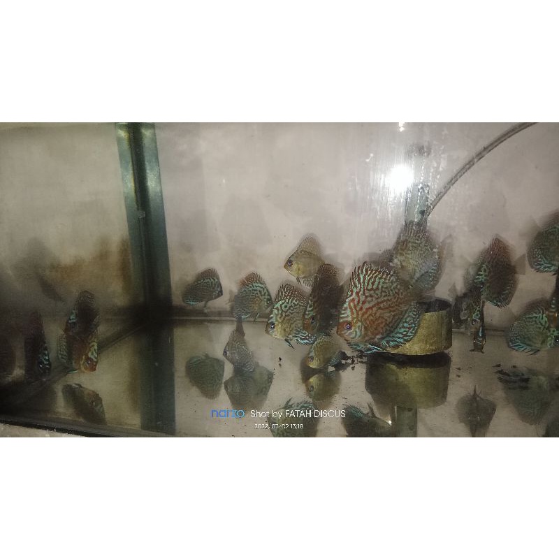 discus 2 inch