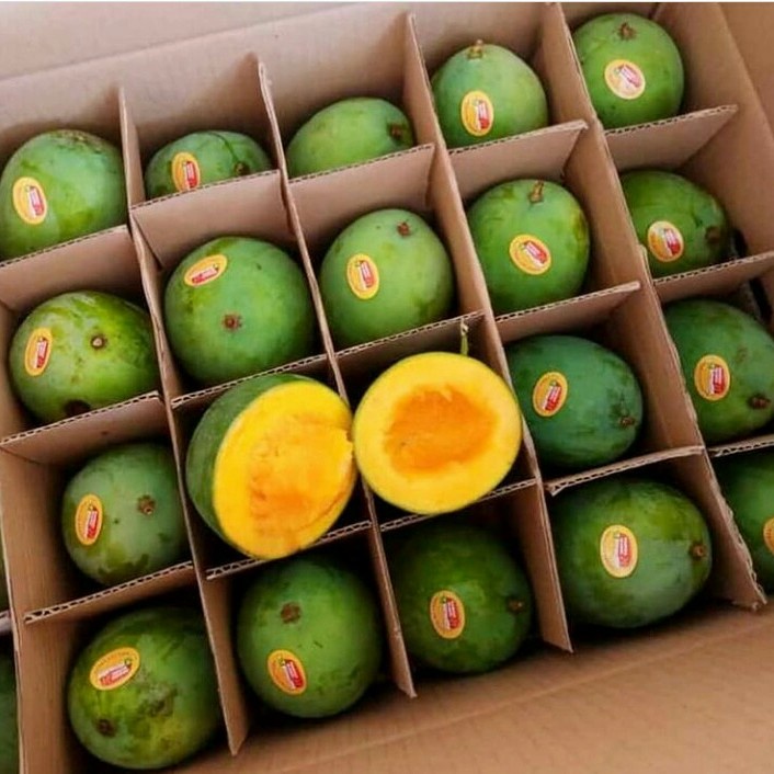 

Mangga Alpukat Klonal 21 Bangil/DUS, Berat -+5kg