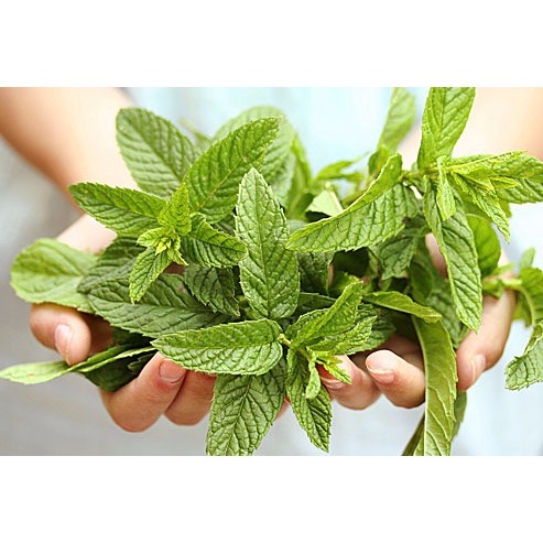 

Peppermint Oil 100 30 cc