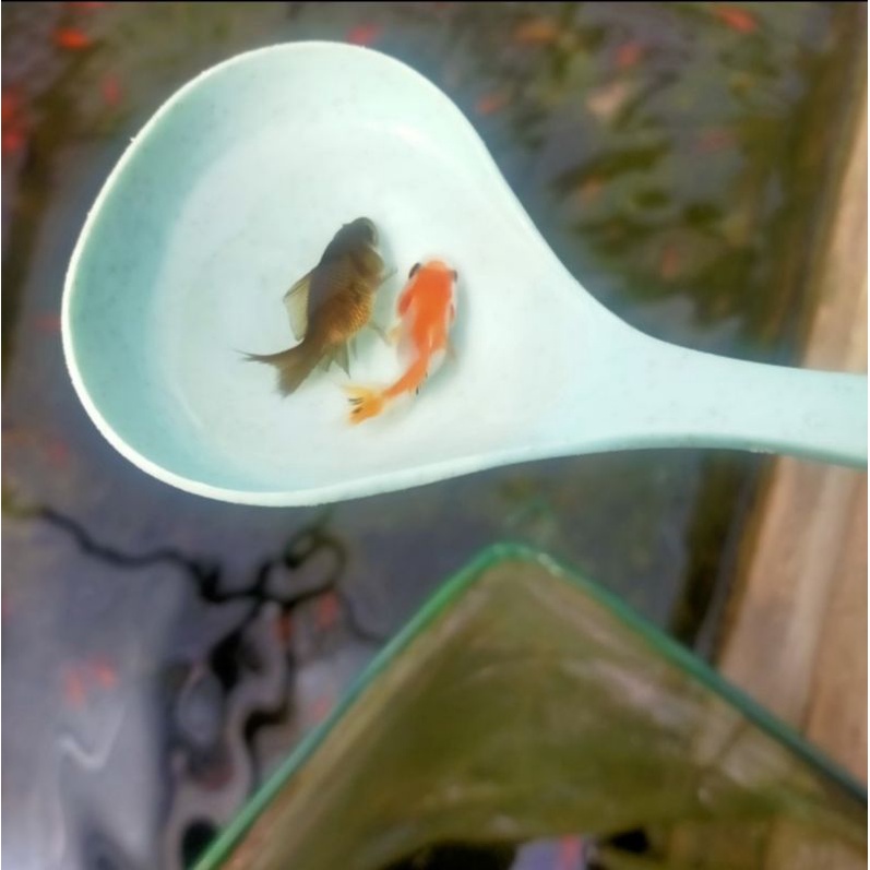 Ikan mas koki kecil murahh