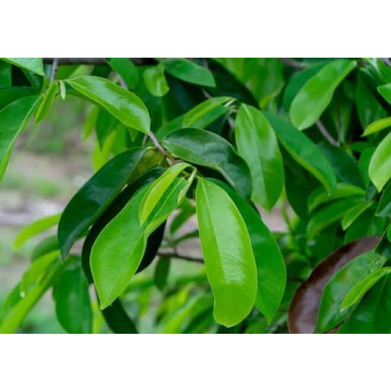 

daun sirsak segar