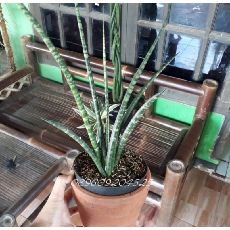 sansivera fernwood indoor outdoor plant