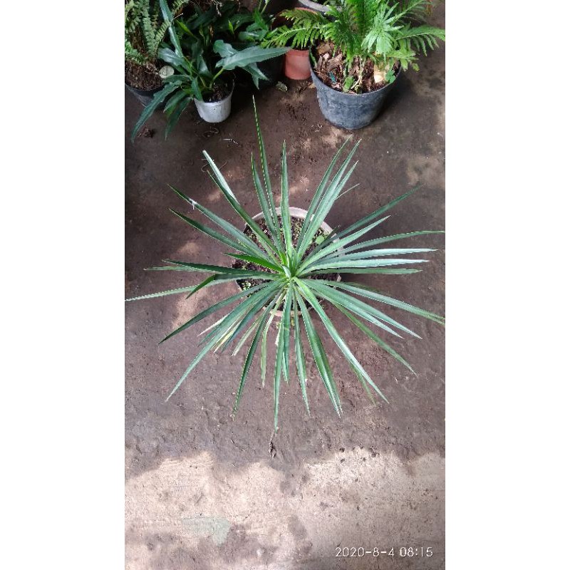 bunga yucca rostrata