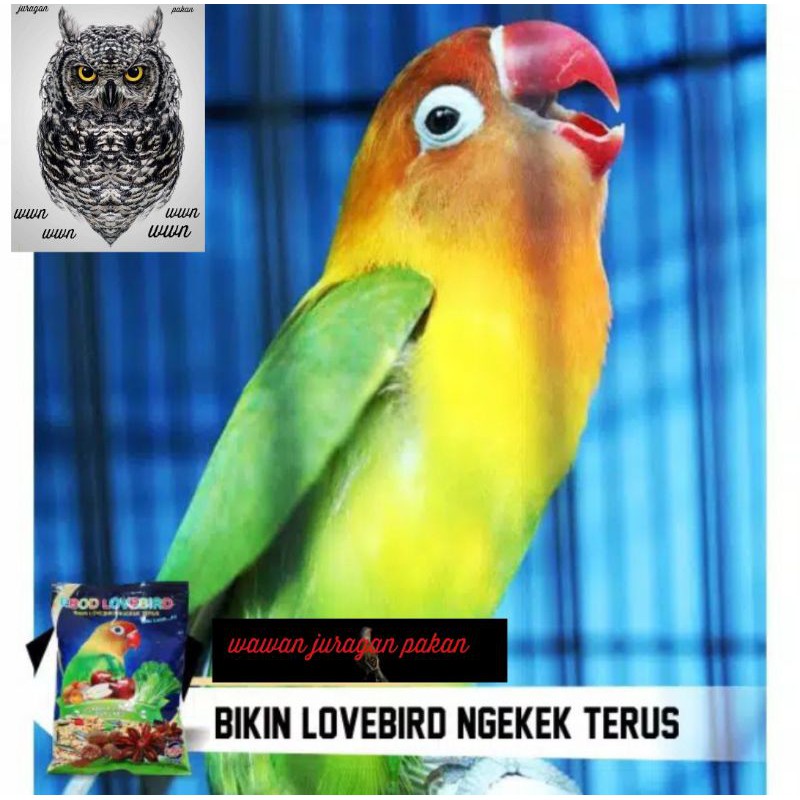 pakan burung Lovebird, Ebod lovebird