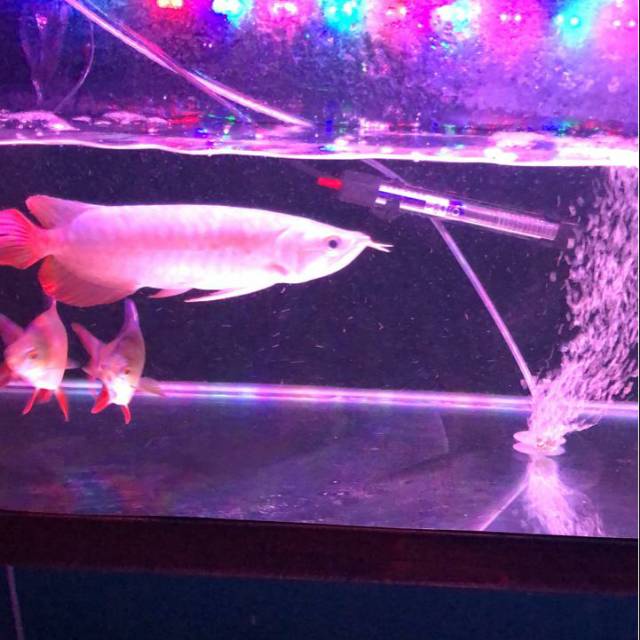 ikan arwana super red baby