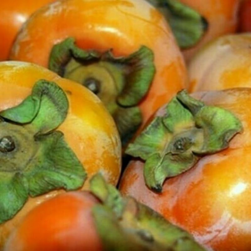 Bibit Kesemek_buah kesemek_bibit buah