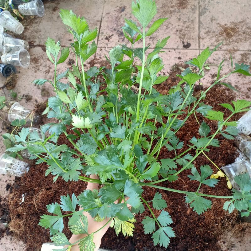 

Daun Seledri 1kg