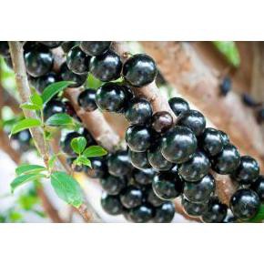 Bibit Tanaman Buah Anggur Jaboticaba