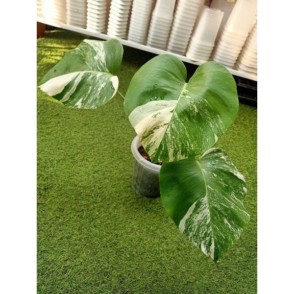 Monstera Variegata King Deliciosa Japan Var