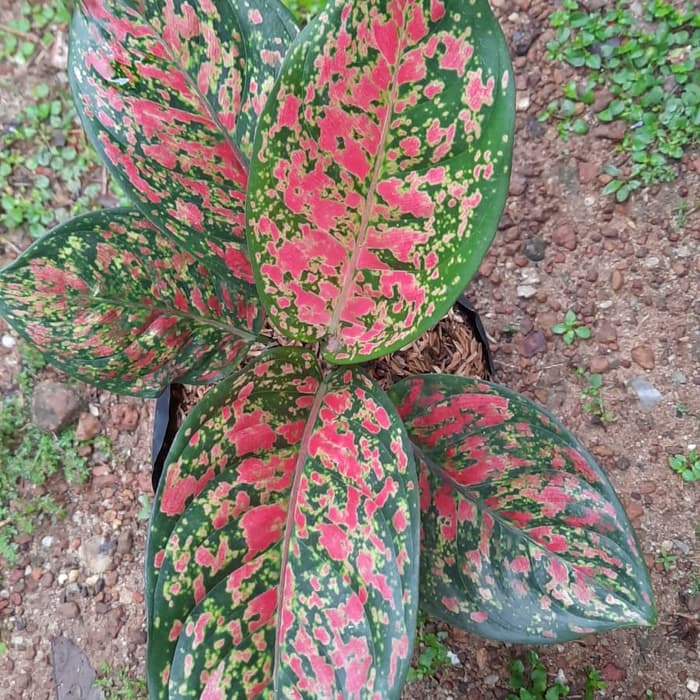 Bunga aglonema Venus cantik dewasa