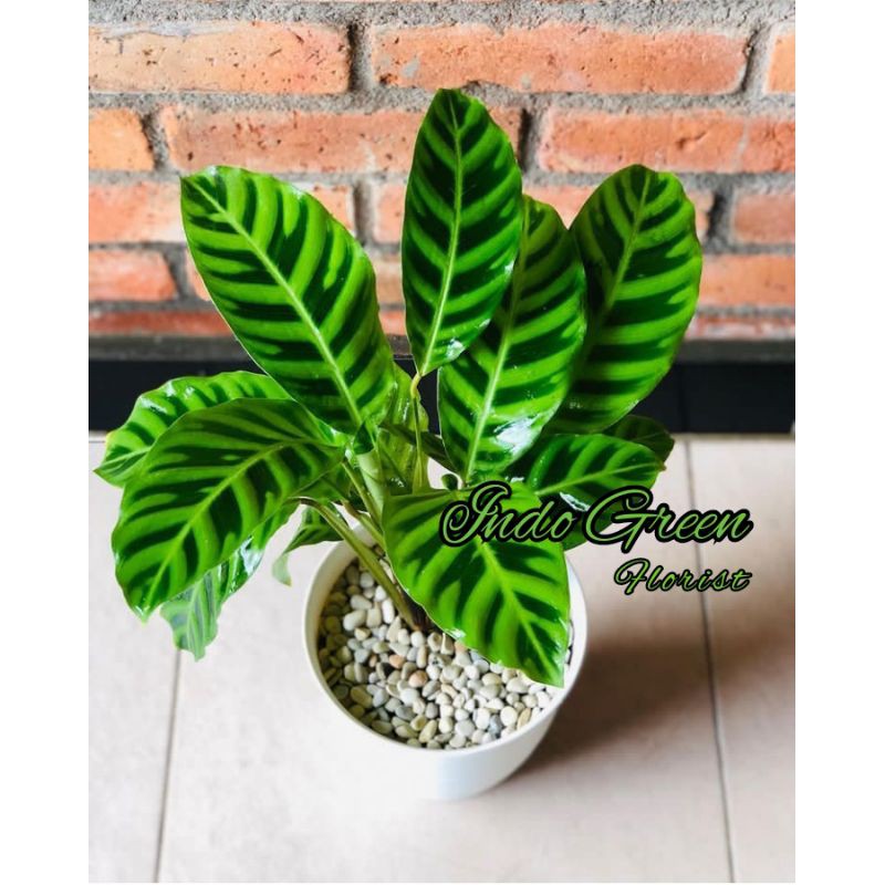 Tanaman Hias Calathea Zebrina / Tanaman Hidup Indor Bisa+Pot Dan Hiasan/ kado Tanaman Hias