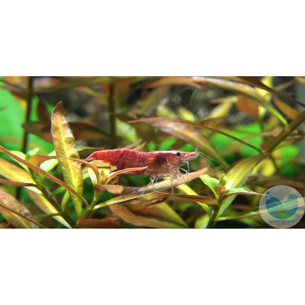 Red Cherry / RCS Shrimp Udang Hias Aquascape