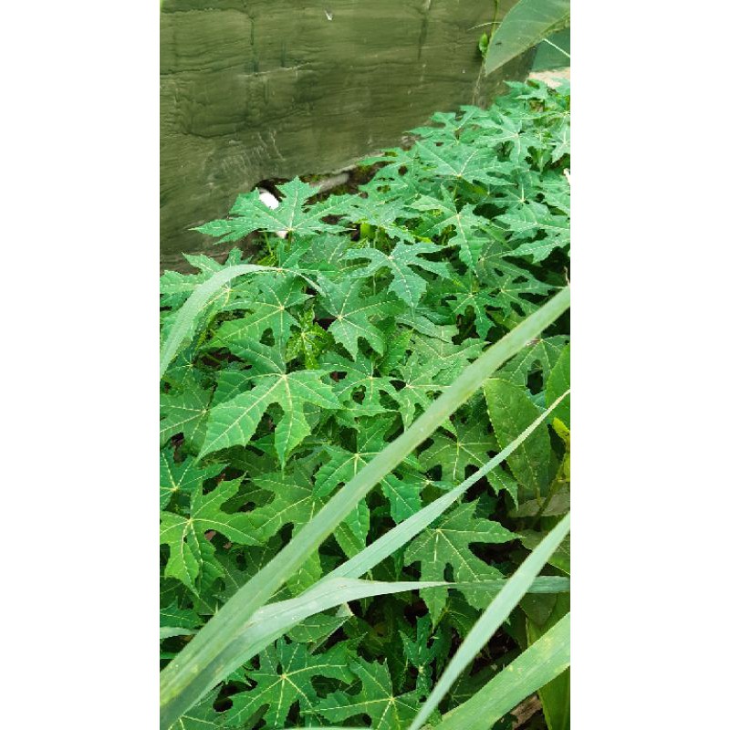 

Daun Pepaya Jepang