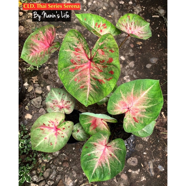 CALADIUM HYBRID THAILAND - Keladi serena - Caladium serena