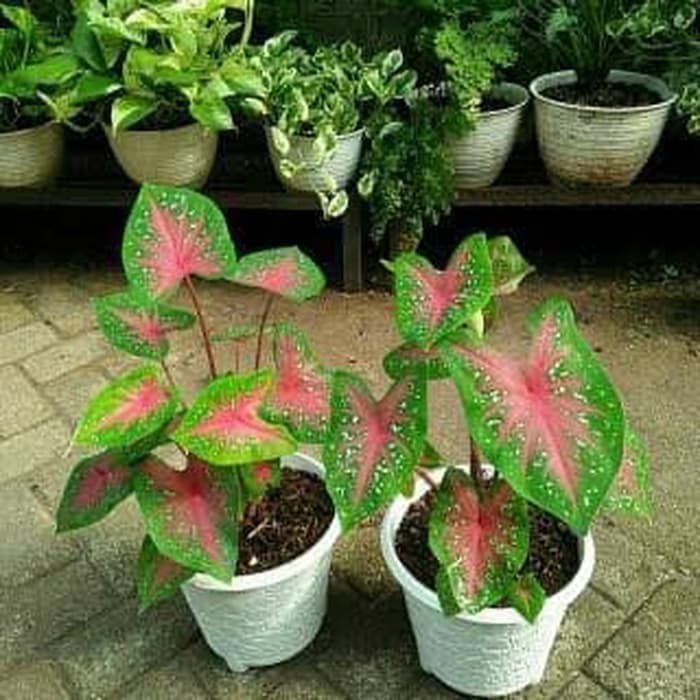 Tanaman Hias Keladi Redstar - Alocasia Redstar