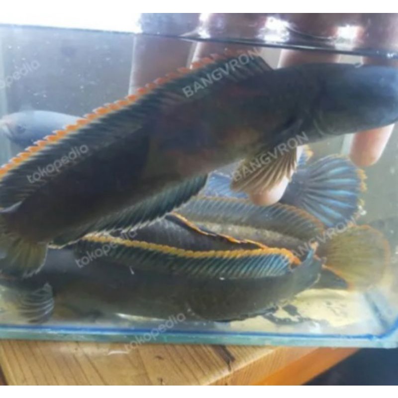 channa limbata asli bali rim tebal