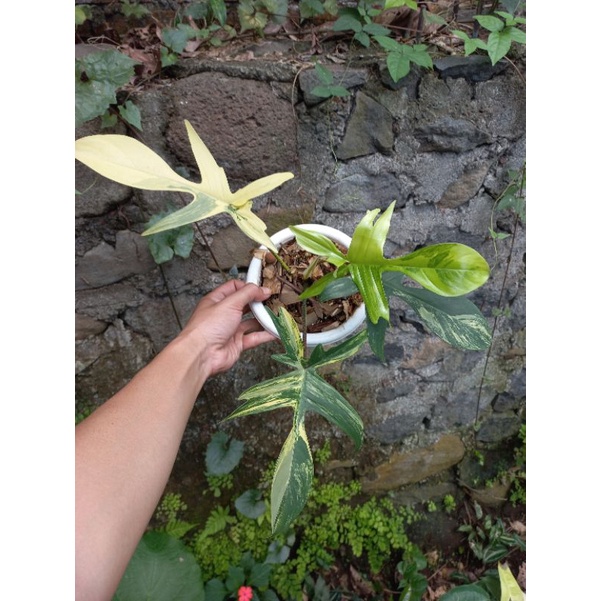 Philodendron Florida Beauty Variegata - Philo Florida Variegata
