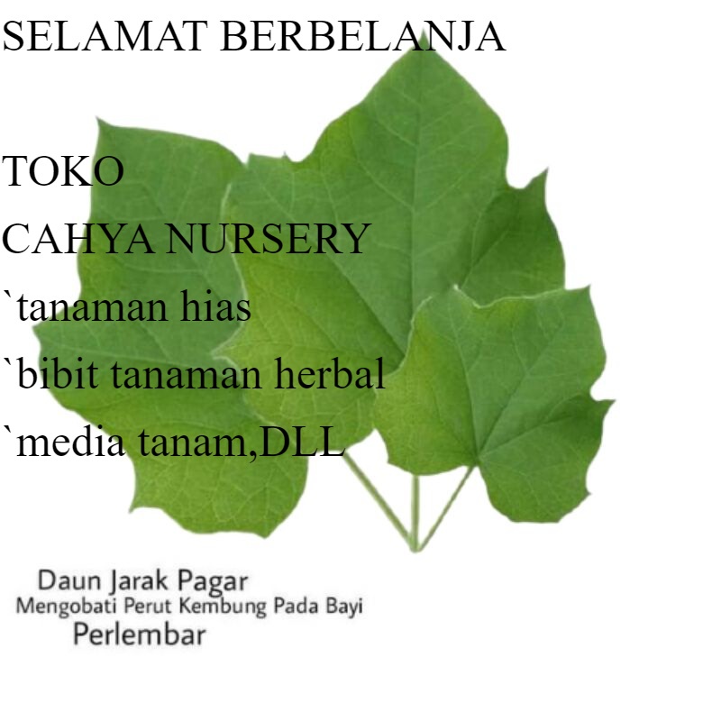 

PROMO Daun jarak pagar segar organik per helai/lembar siap petik