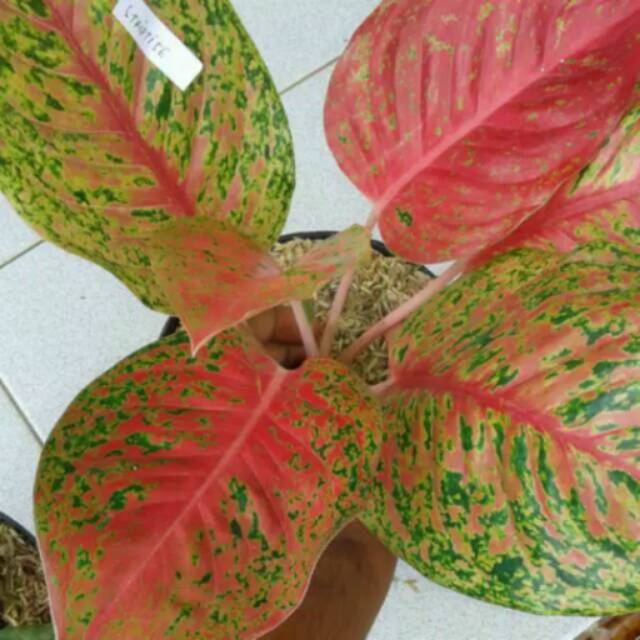 Bibit Bunga Aglonema Striptise