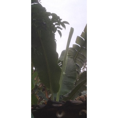 

DAUN PISANG SEGAR IKET
