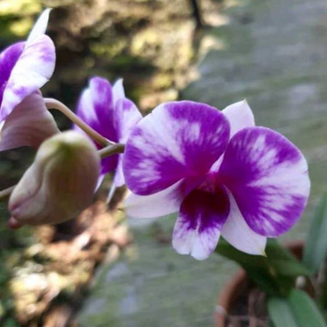 bibit ANggrek Dendrobium Tri Angel Dewasa