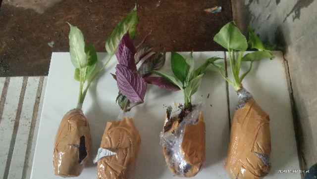 Peace Lily Sepatu Filum Sepatu Pilum Varigata Murah