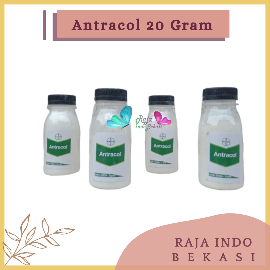 Rajaindobekasi Antracol Fungisida Botol 20 Gram Fungisida Antracol 70wp Zinc 250 Gram Obat Anti Jamur Pada Tanaman Fungisida Sistemik Pembasmi Infeksi Tanaman Jamur, Bercak &amp; Cacar Ampuh Antracol Fungisida 1kg 250 500gram 500gr Antracol Fungisida