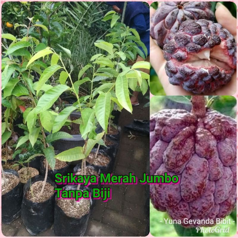Bibit Tanaman Buah Srikaya Merah Jumbo Red Thailand Tanpa Biji Langka