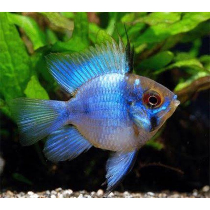 ikan hias kecil Blue Electric ikan hias aquarium jenis air tawar ikan nyala ikan lucu ikan unik