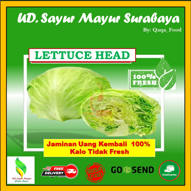 

LETTUCE HEAD Segar fresh sayuran sayur segar murah 500 Gram - UD067
