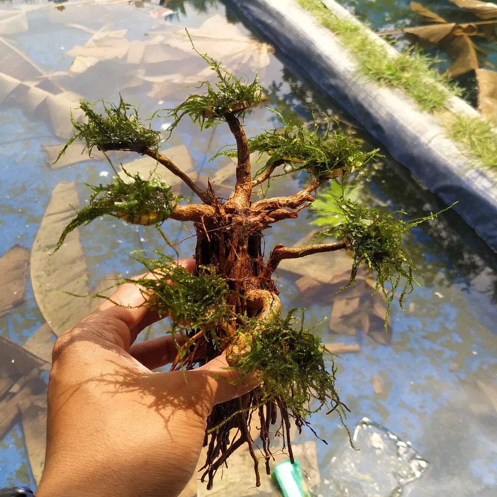 Tanaman Hias Aquascape  Aquarium Bonsai  Moss Shopee 