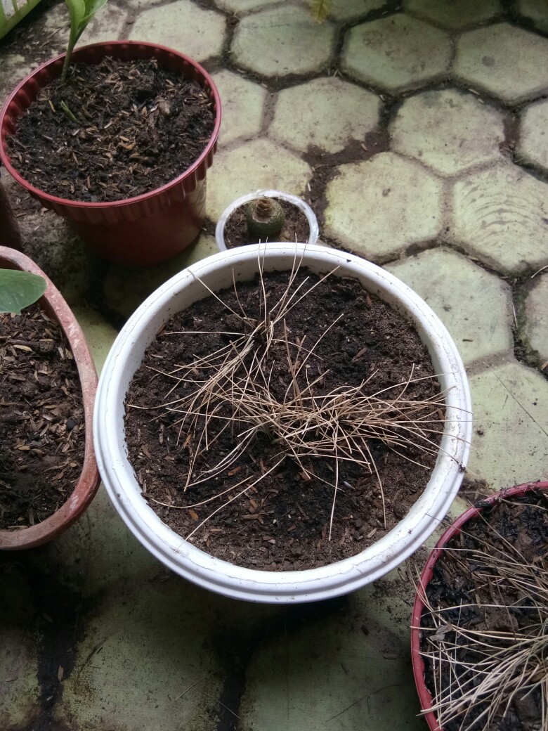Tanaman Hias Rumput Biru - Festuca Glauca