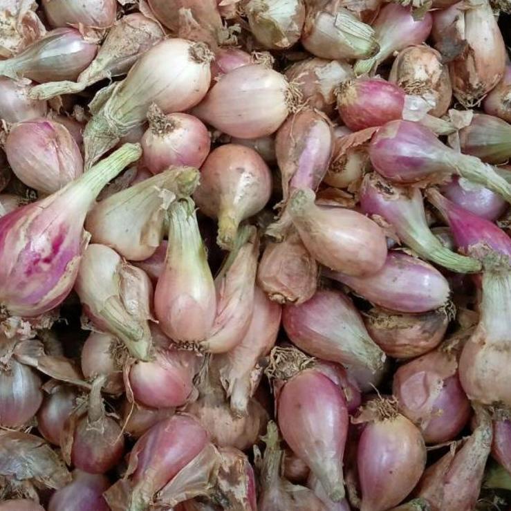 

Special - BAWANG SUMENEP ASLI, SEDANG 1KG GROSIR ✔