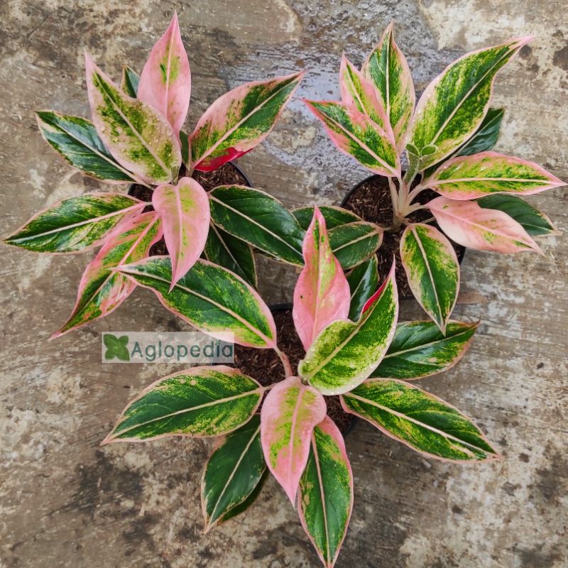 Aglonema Lipstik Puding Pink - Aglopedia