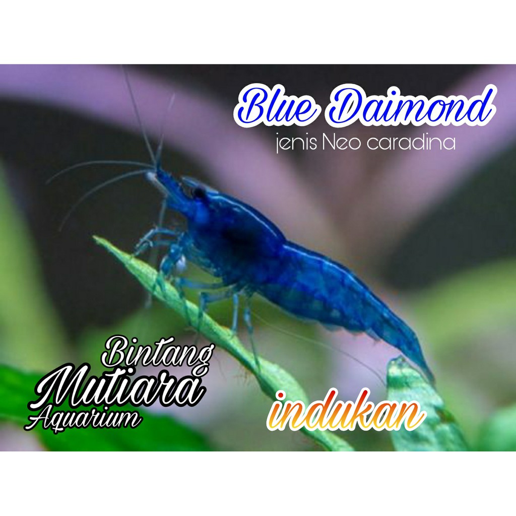 Udang hias murah indukan blue diamond hiasan aquarium & aquascape