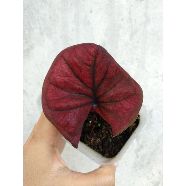Caladium black cooper / caladium H51 / keladi black cooper
