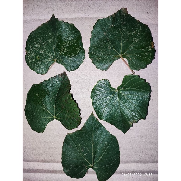 fresh cutting RS import dogridge cuting Rootstock dogride