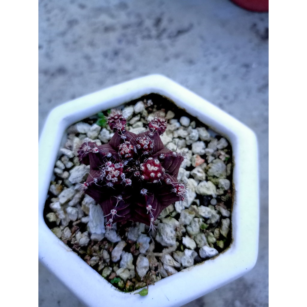 Gymno Red Korea Minus Overnutrisi