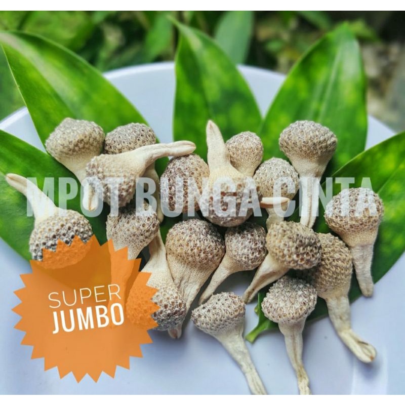 

EMPOT BIANG PUTIH SUPER JUMBO KUALITAS PREMIUM