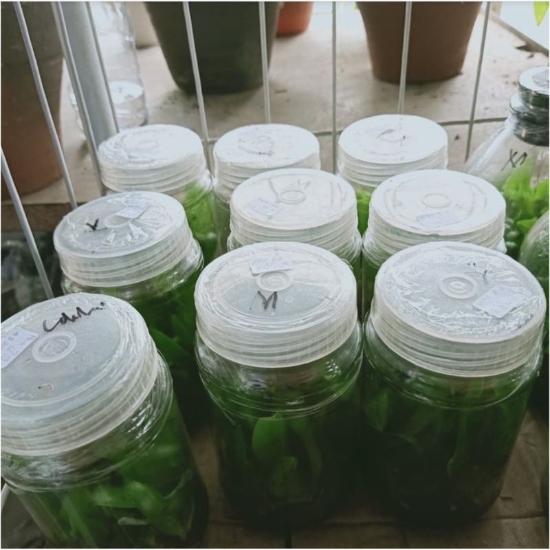 Bibit anggrek bulan dalam botol