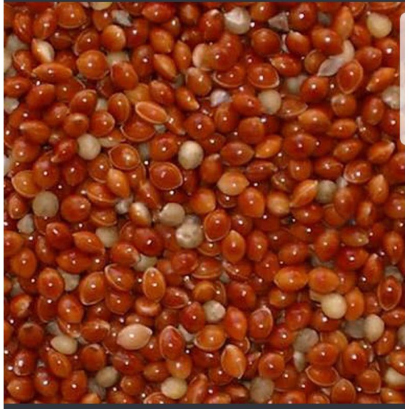 MILET MERAH - PAKAN BURUNG LB, PARKIT, DAN PERKUTUT